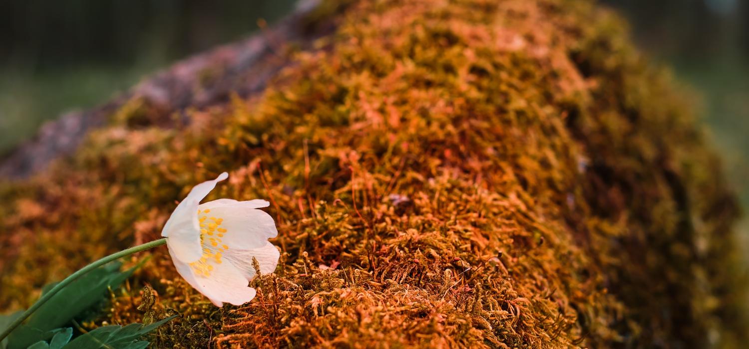 Benefits of Using Coir Pith