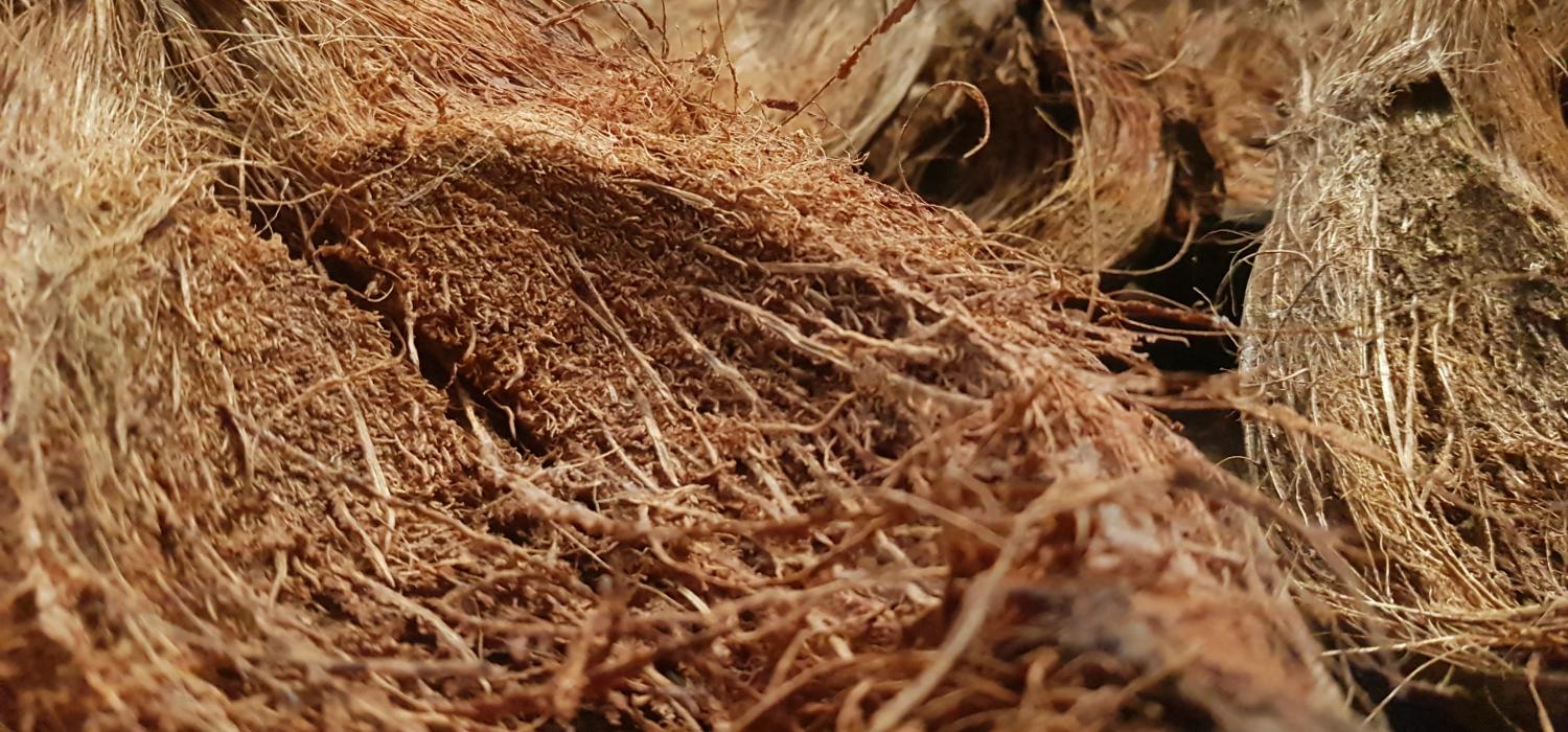 The Eco-Friendly Power of Coir